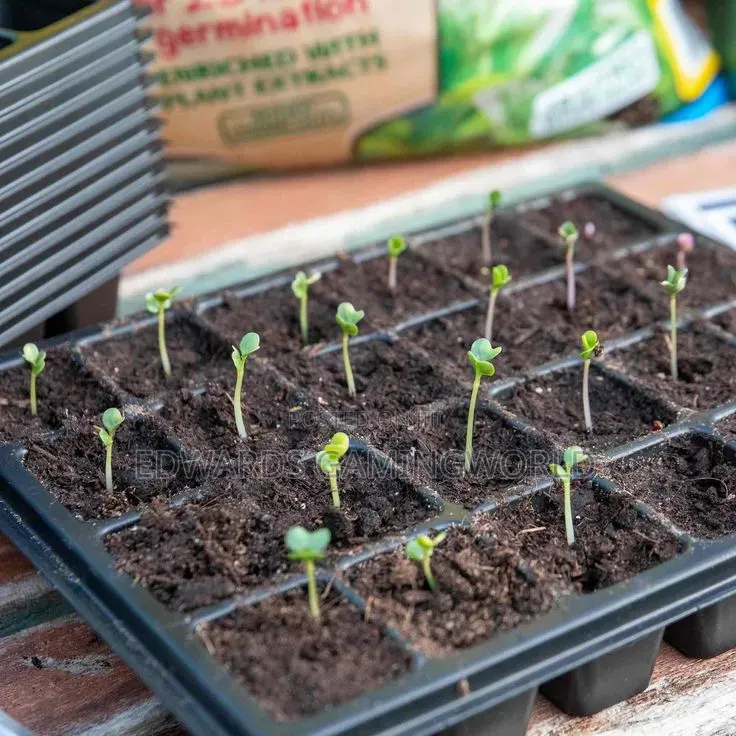 Seedling Tray