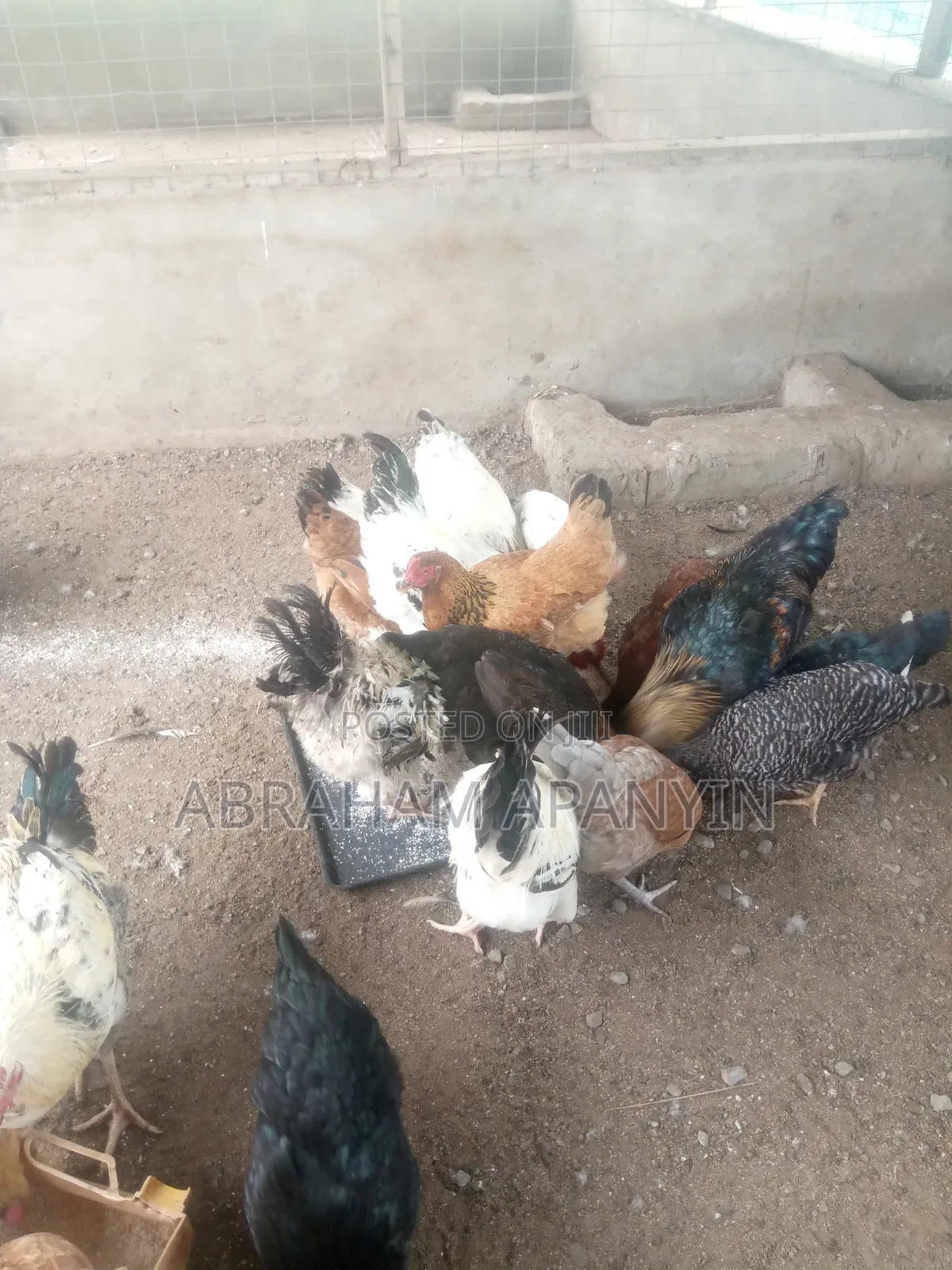 Hard Broilers for Sale