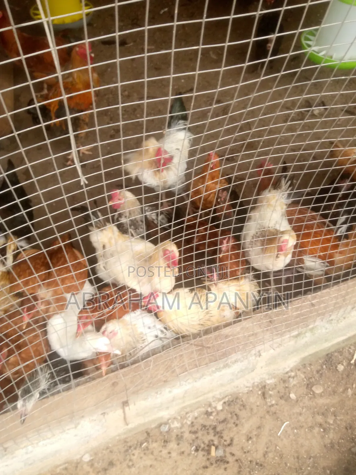 Hard Broilers for Sale