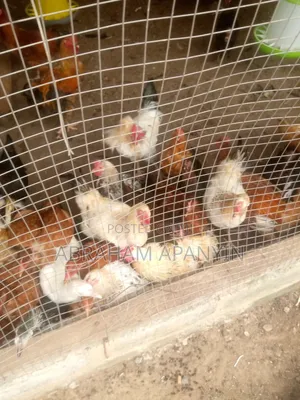 Hard Broilers for Sale