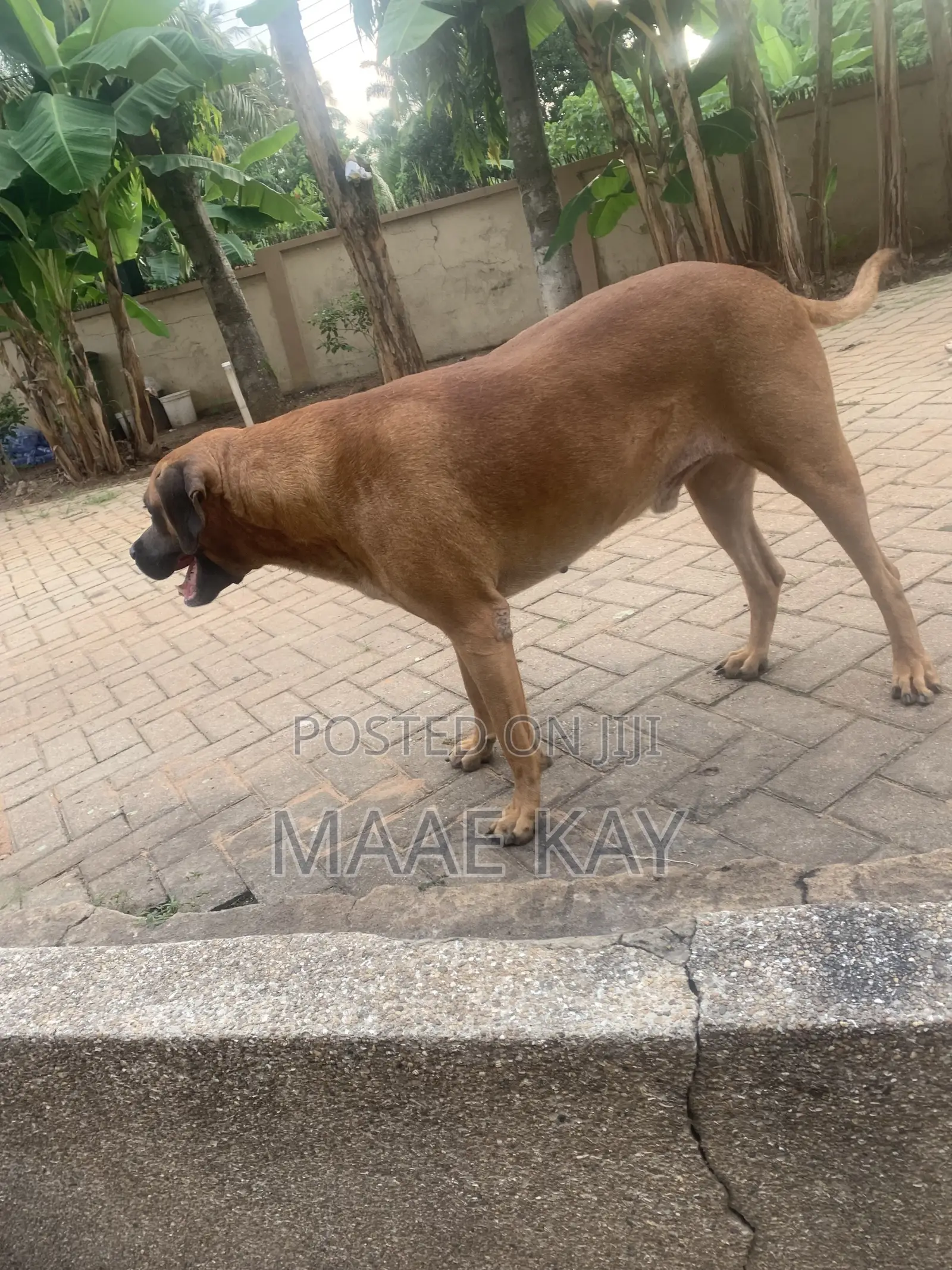 1+ year Male Mixed Breed Boerboel
