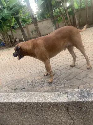 1+ year Male Mixed Breed Boerboel
