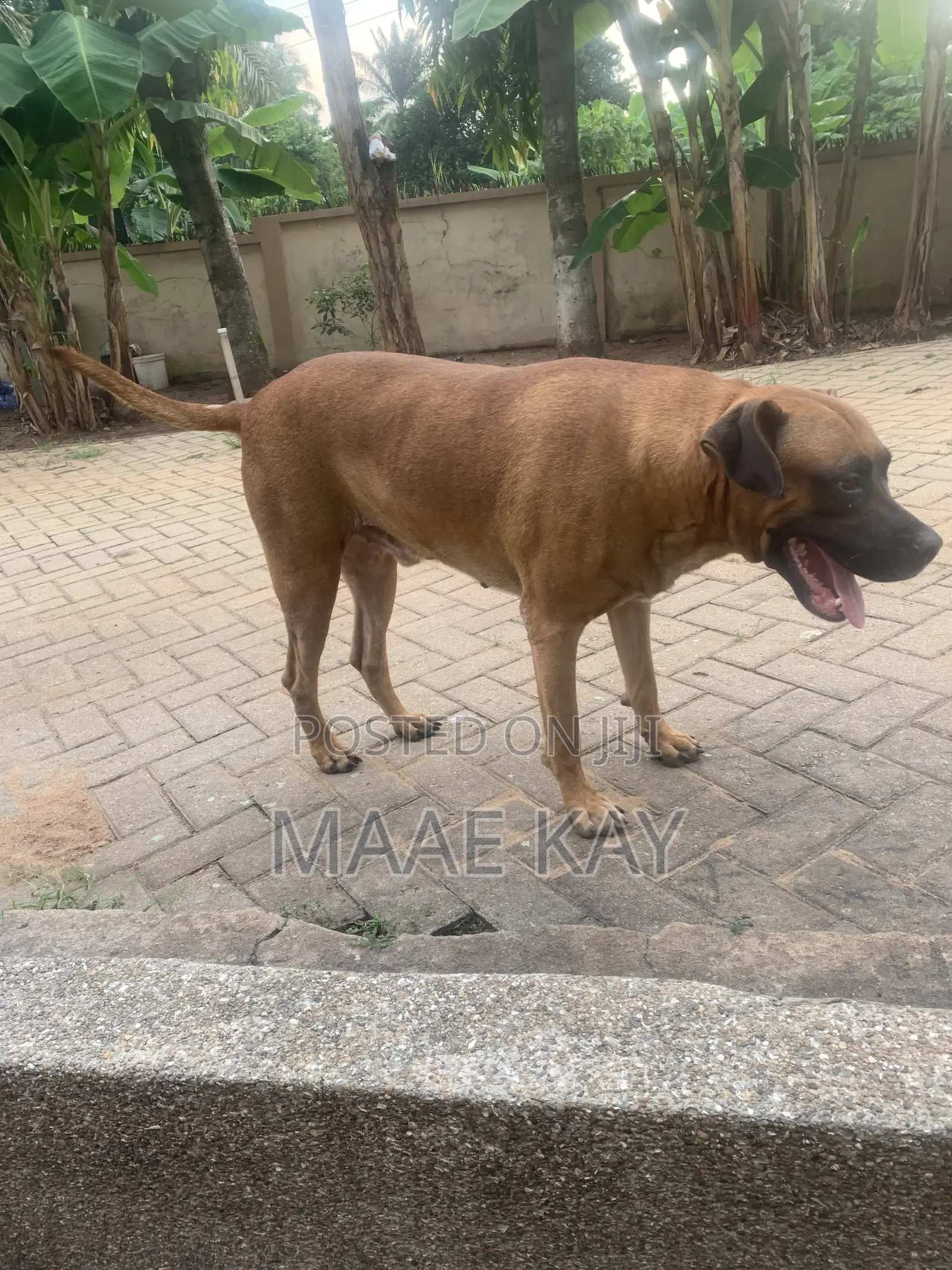 1+ year Male Mixed Breed Boerboel