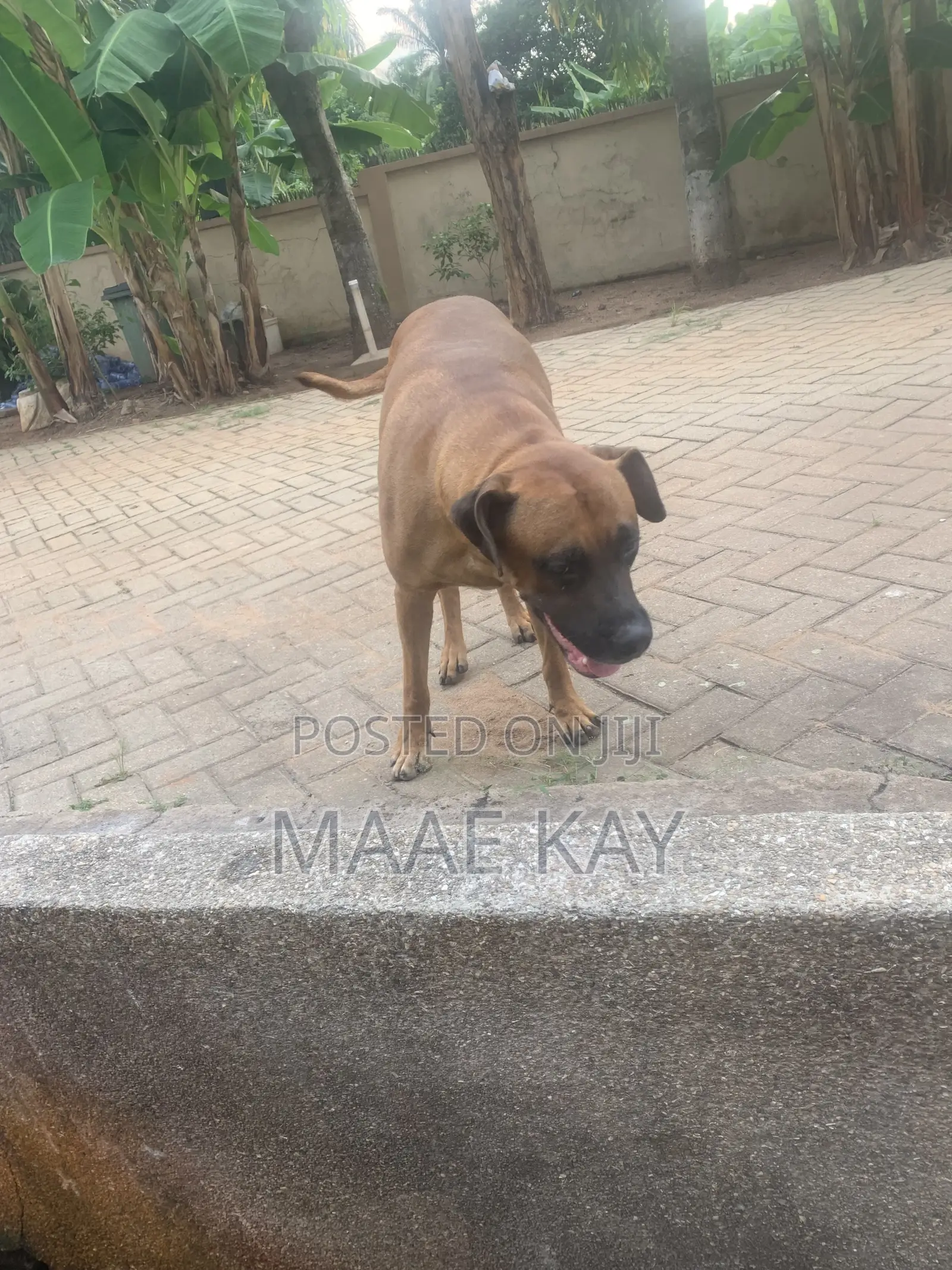 1+ year Male Mixed Breed Boerboel