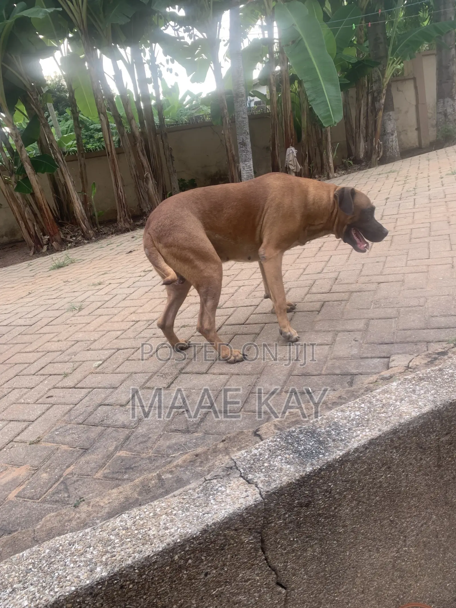 1+ year Male Mixed Breed Boerboel
