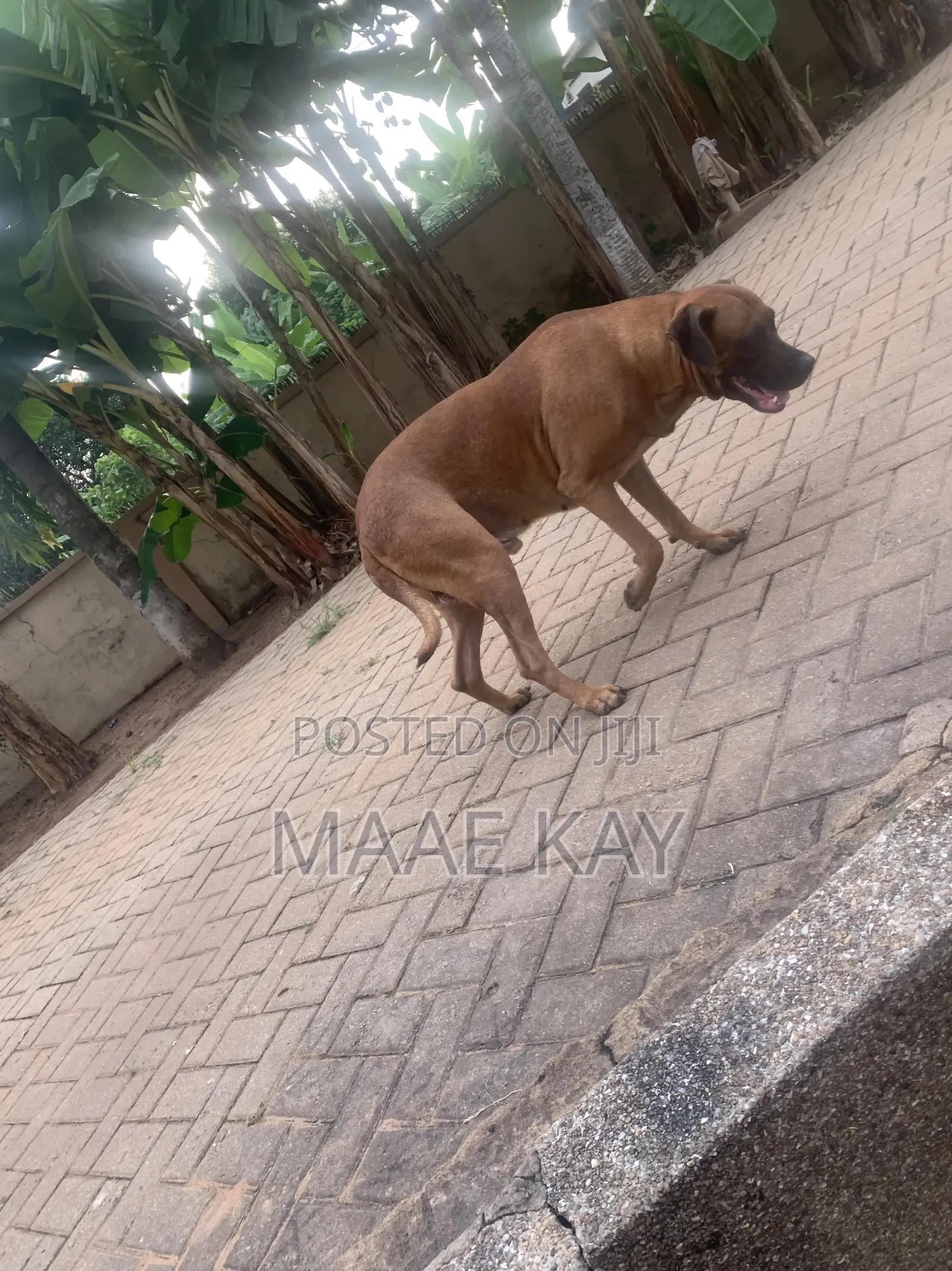 1+ year Male Mixed Breed Boerboel