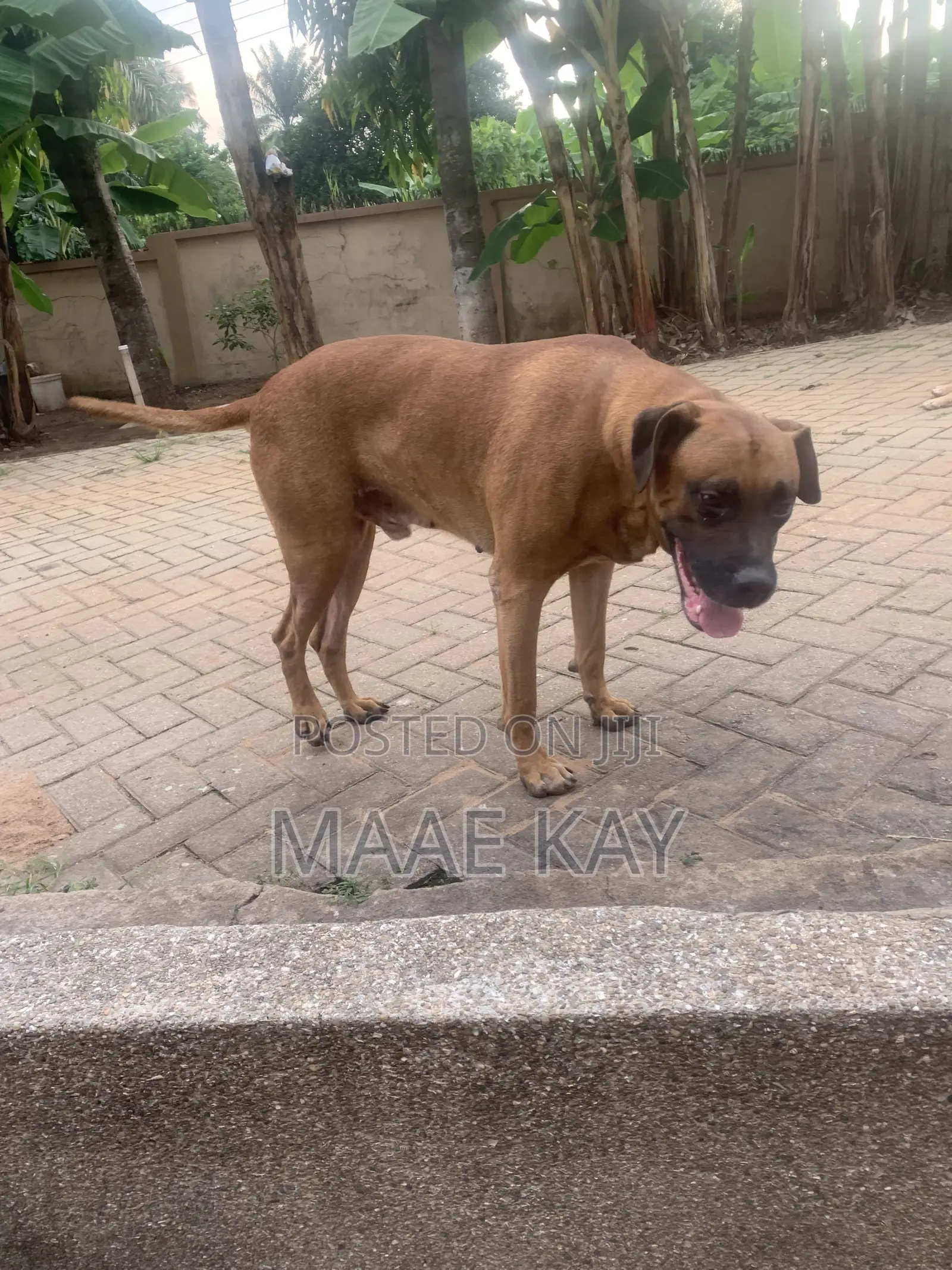 1+ year Male Mixed Breed Boerboel