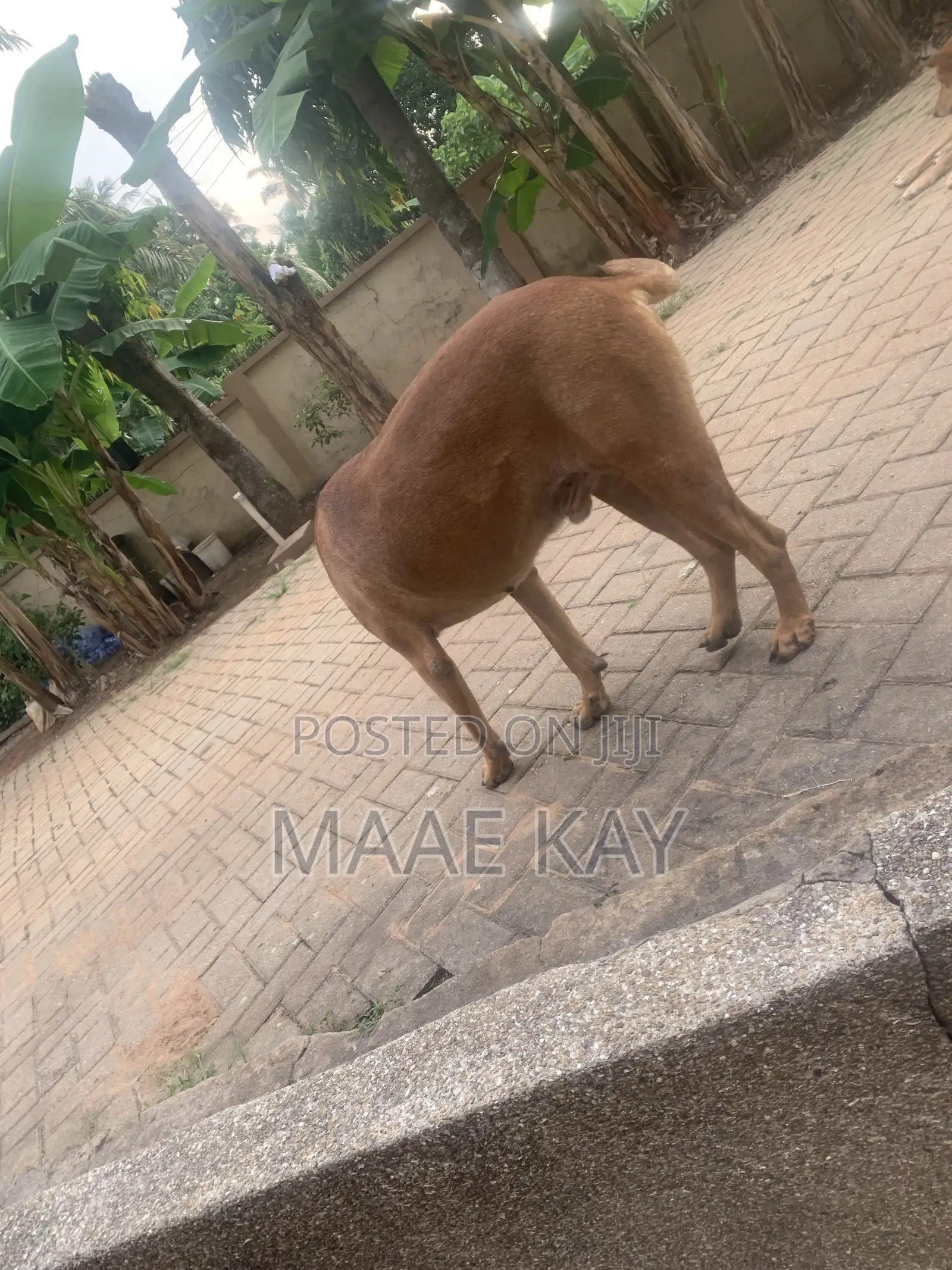 1+ year Male Mixed Breed Boerboel