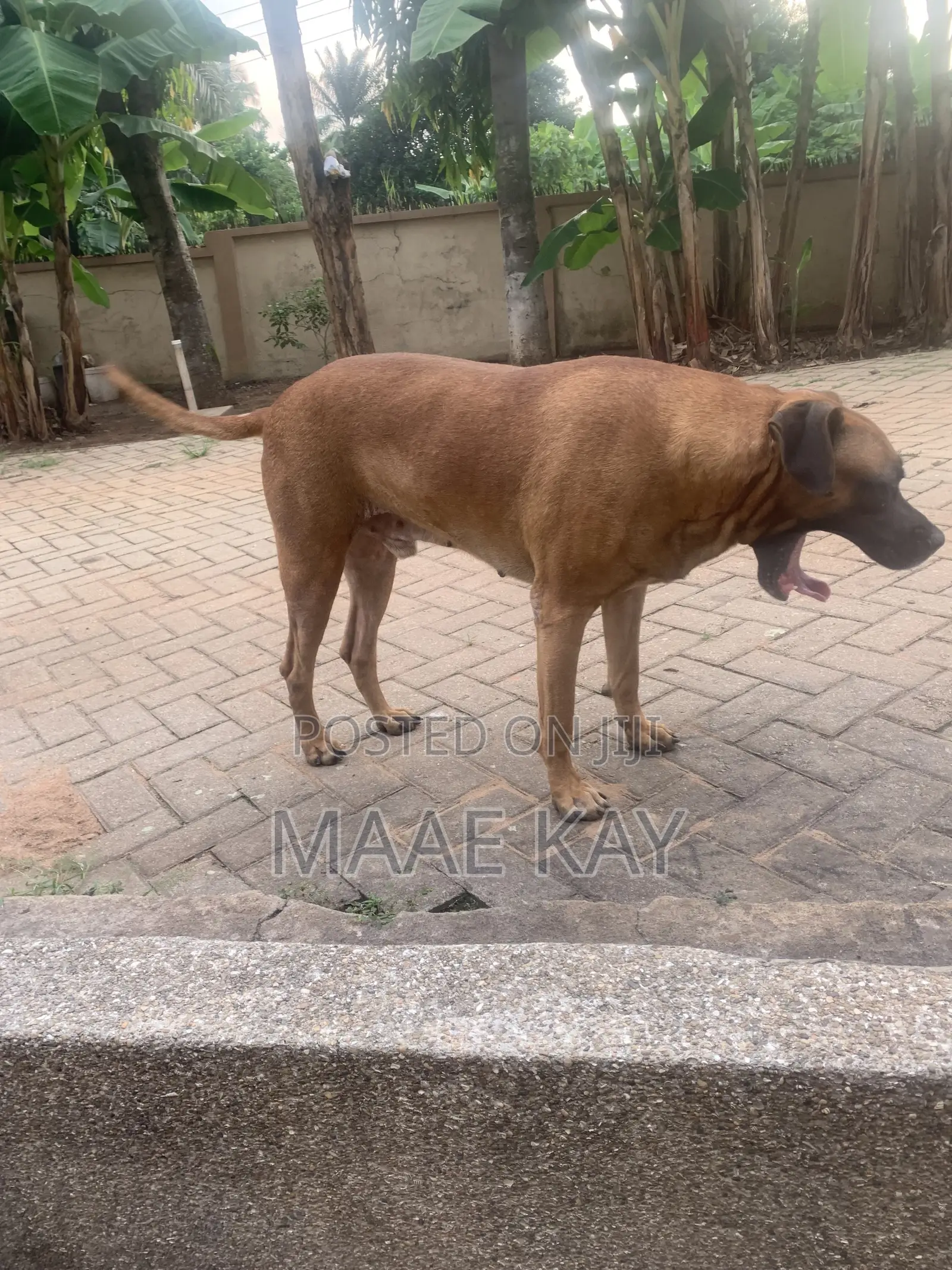 1+ year Male Mixed Breed Boerboel