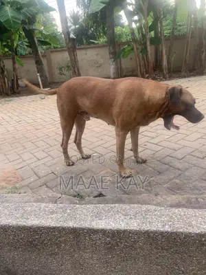 1+ year Male Mixed Breed Boerboel