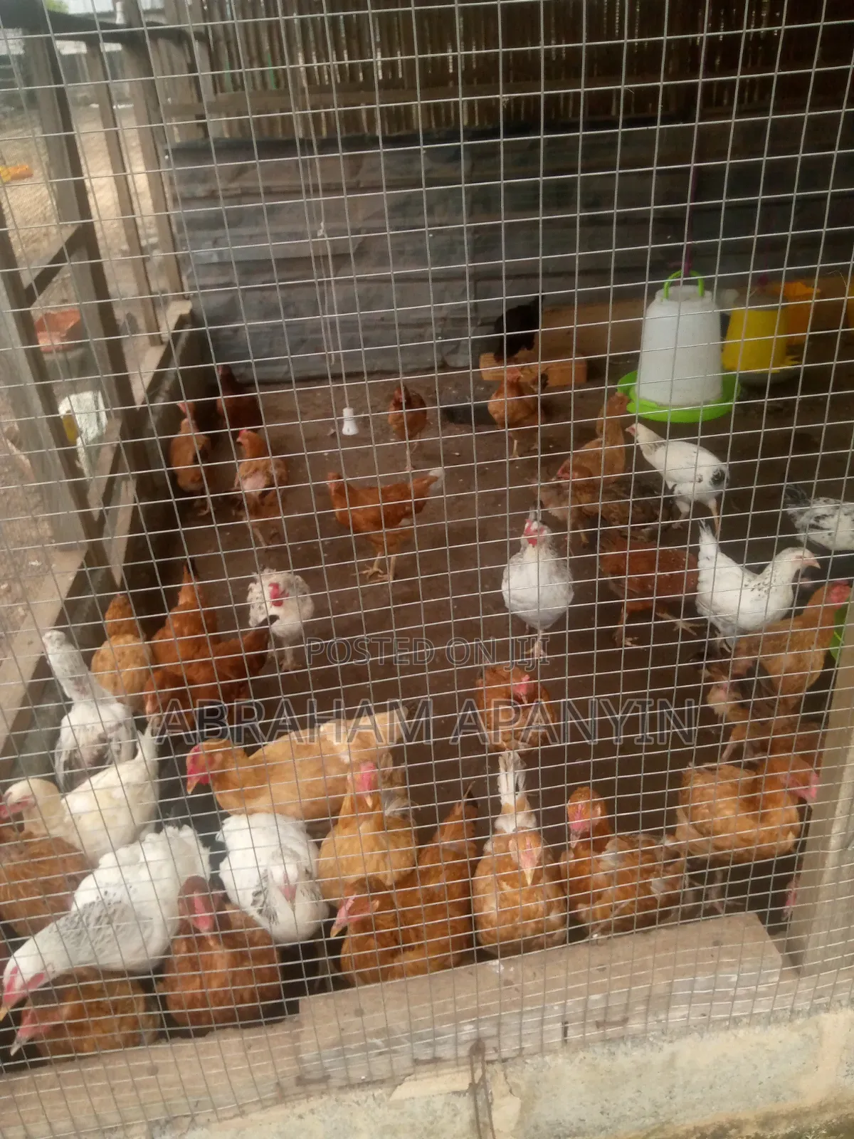 Hard Broilers for Sale