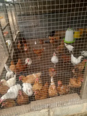 Hard Broilers for Sale