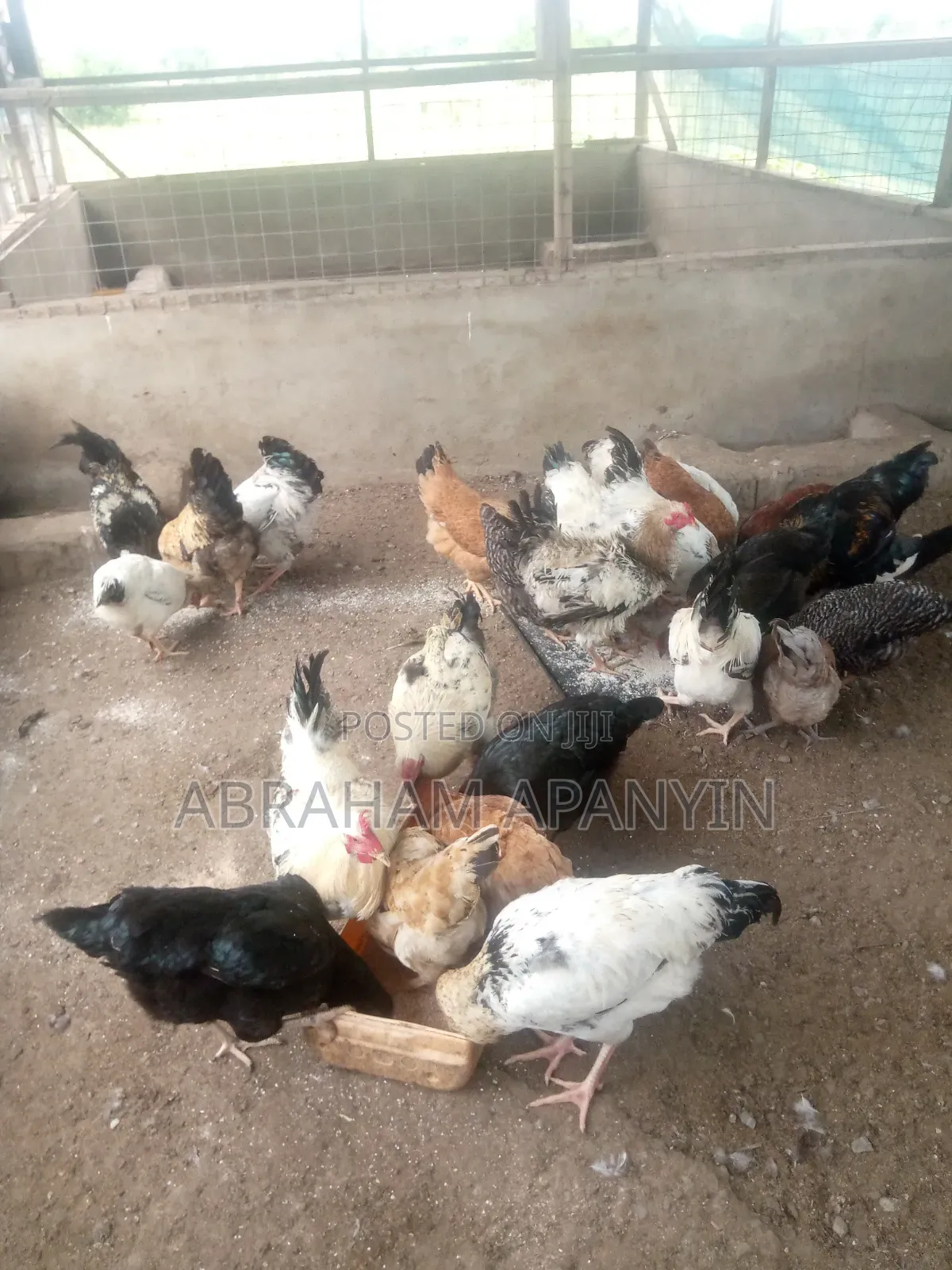 Broilers for Sale