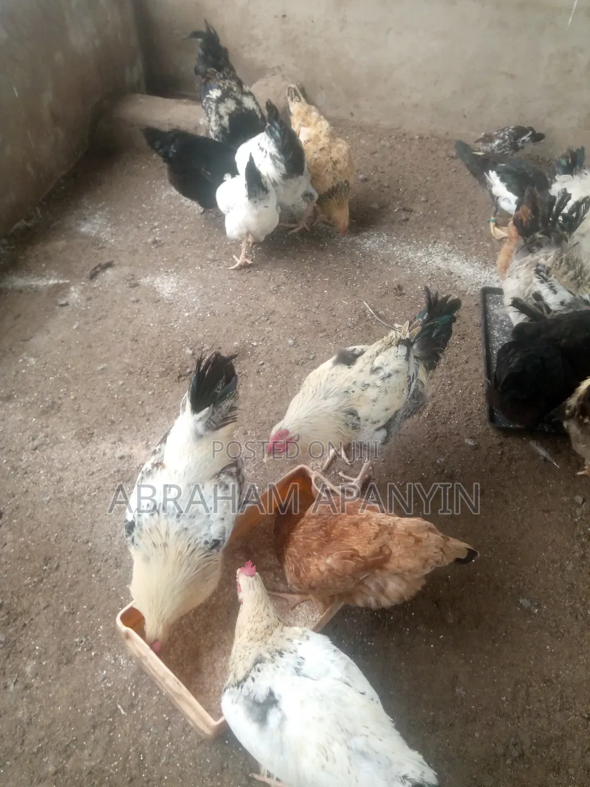 Broilers for Sale