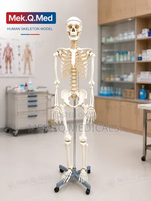 Human Skeleton Model