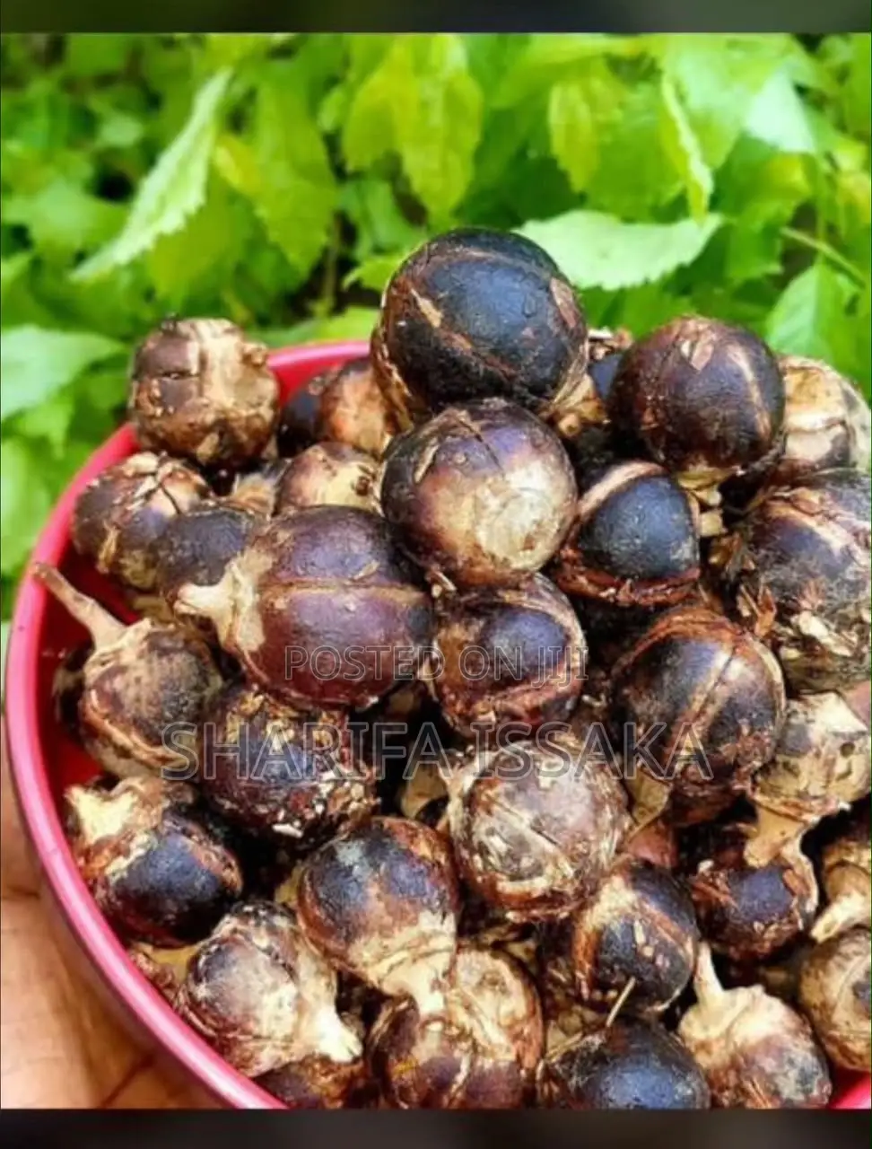Gorontula Syrup and Seed