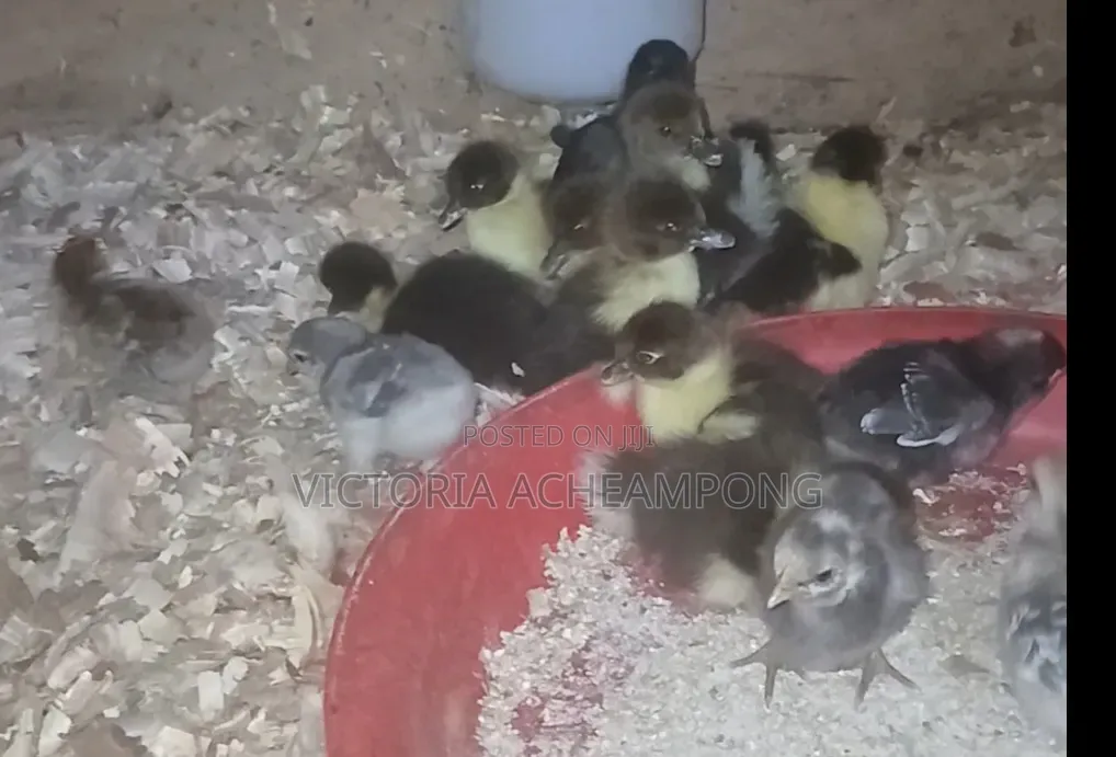 Ducklings 4 Sale)