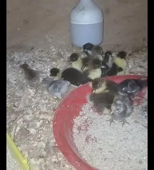 Ducklings 4 Sale)