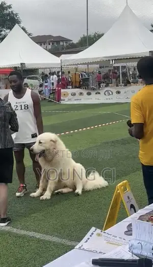 Caucasian Shepherd for Crossing