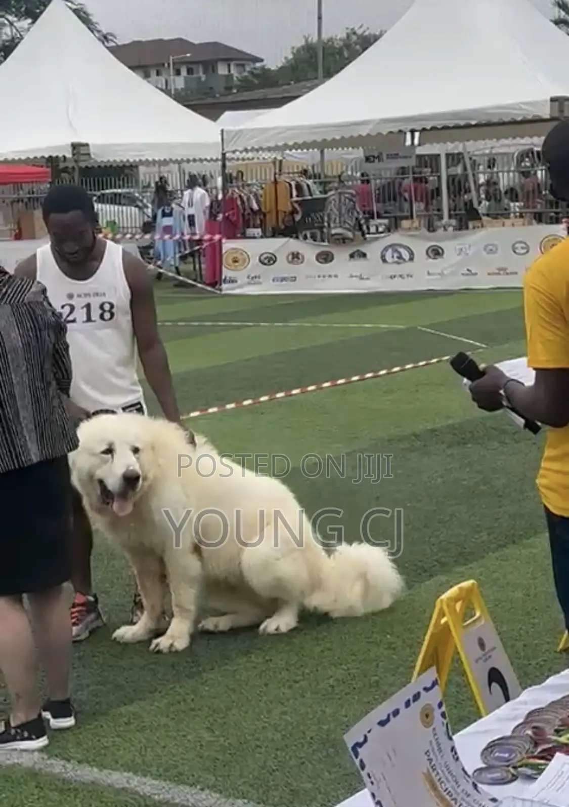 Caucasian Shepherd for Crossing