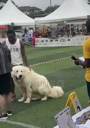 Caucasian Shepherd for Crossing