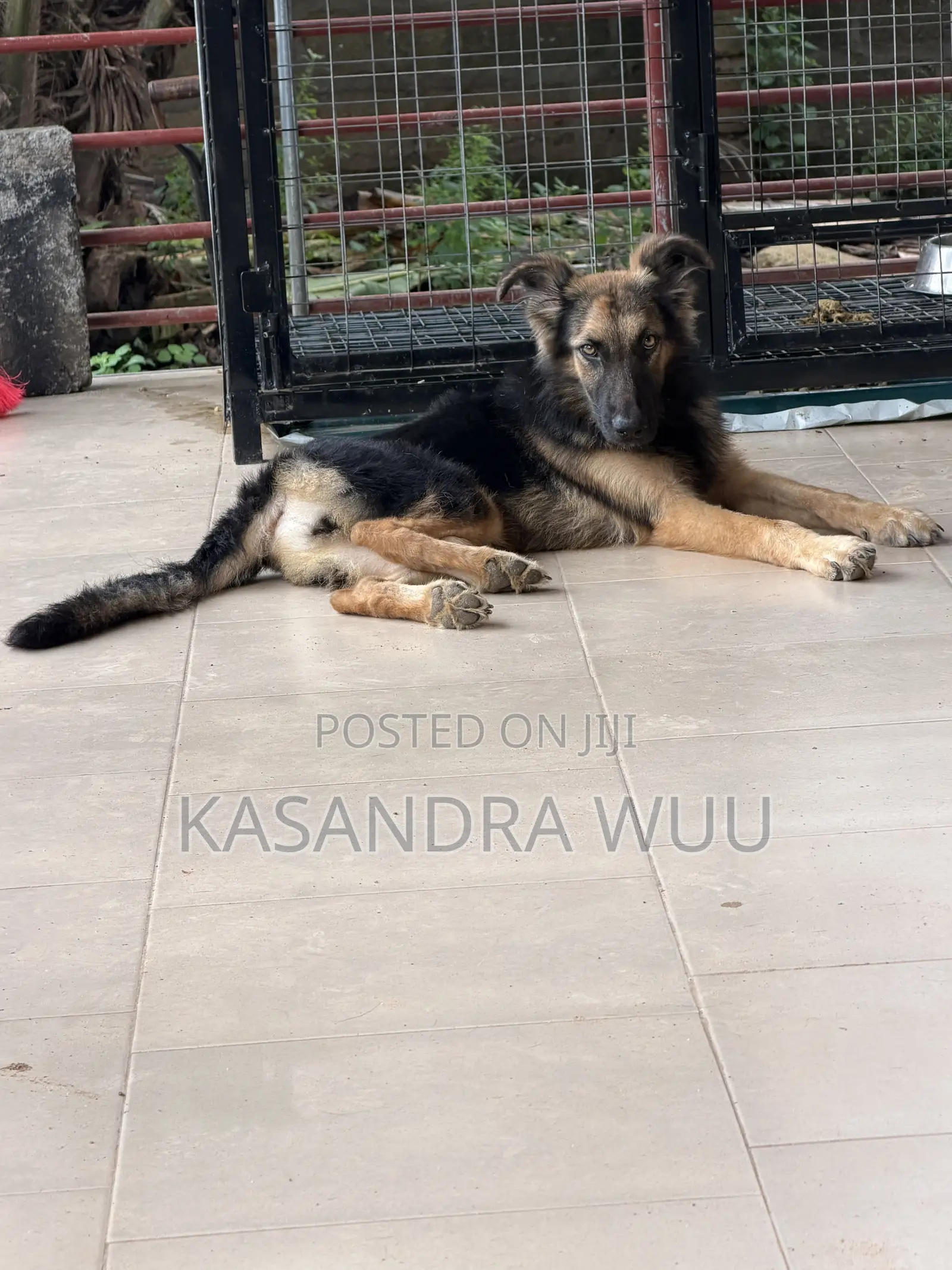 3-6 months Female Purebred German Shepherd