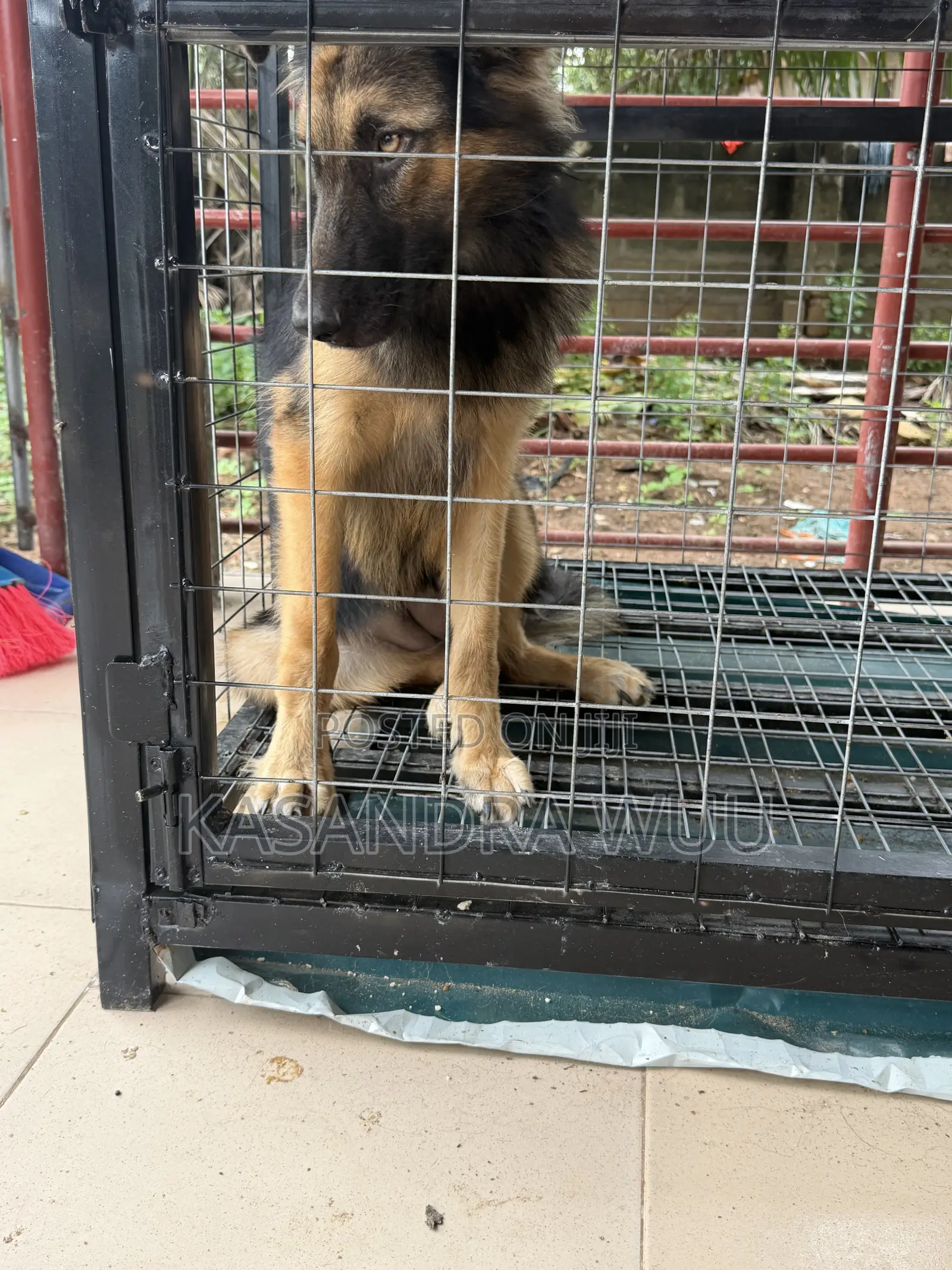 3-6 months Female Purebred German Shepherd