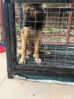 3-6 months Female Purebred German Shepherd