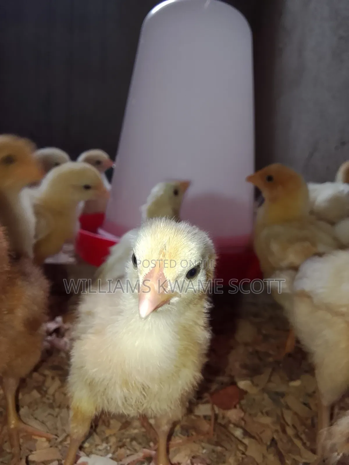 White Plymouth Cocks