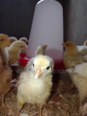 White Plymouth Cocks