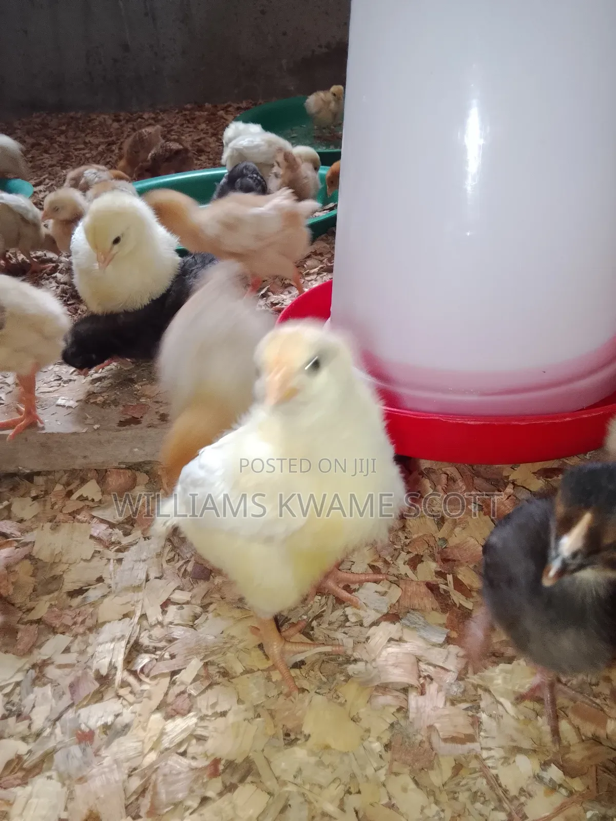 White Plymouth Cocks
