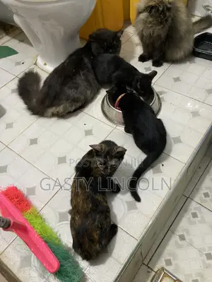 1-3 months Female Mixed Breed Persian