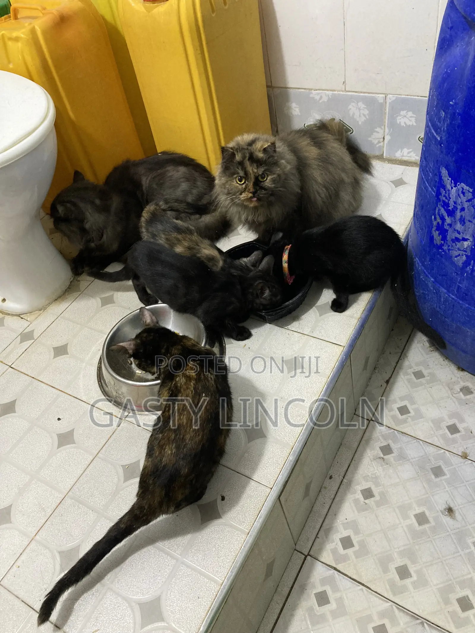 1-3 months Female Mixed Breed Persian