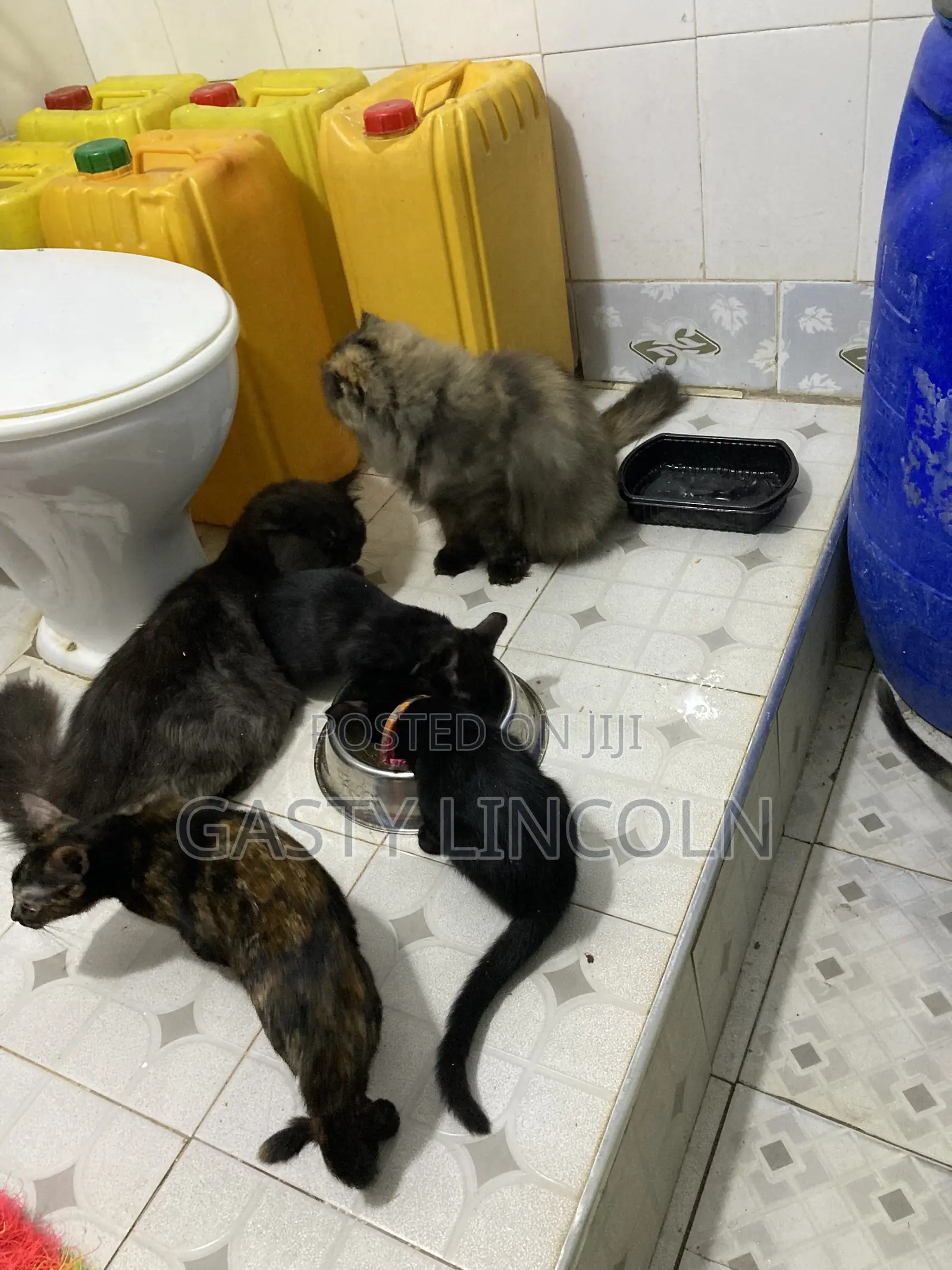 1-3 months Female Mixed Breed Persian