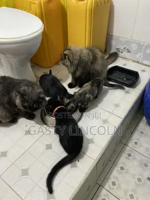 1-3 months Female Mixed Breed Persian