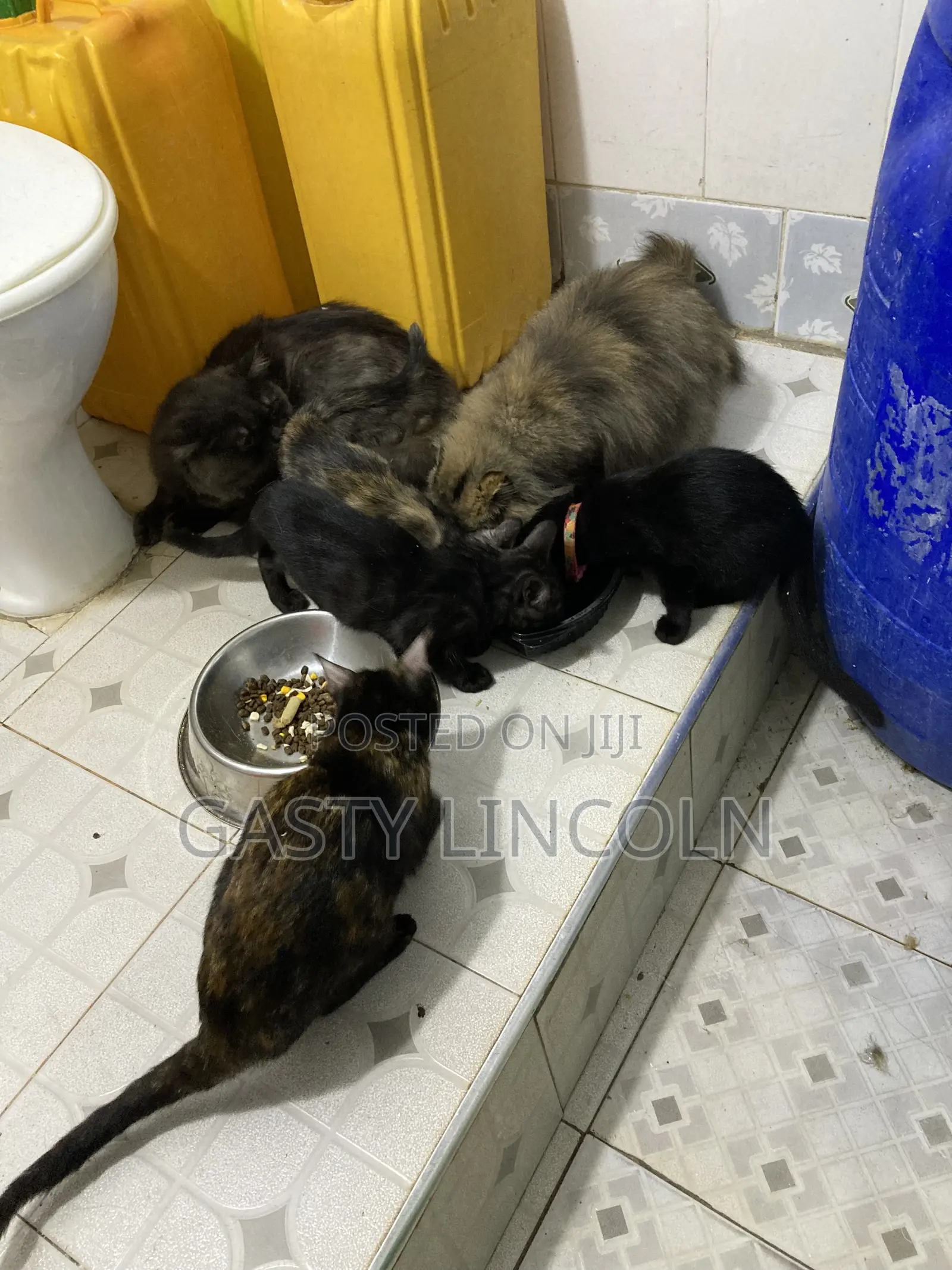 1-3 months Female Mixed Breed Persian
