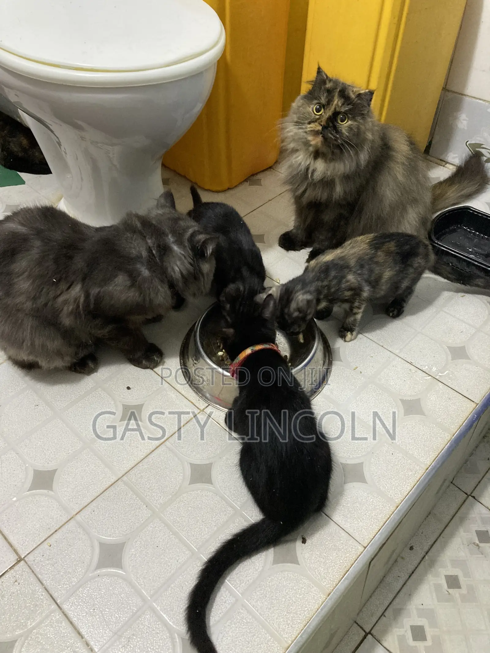 1-3 months Female Mixed Breed Persian