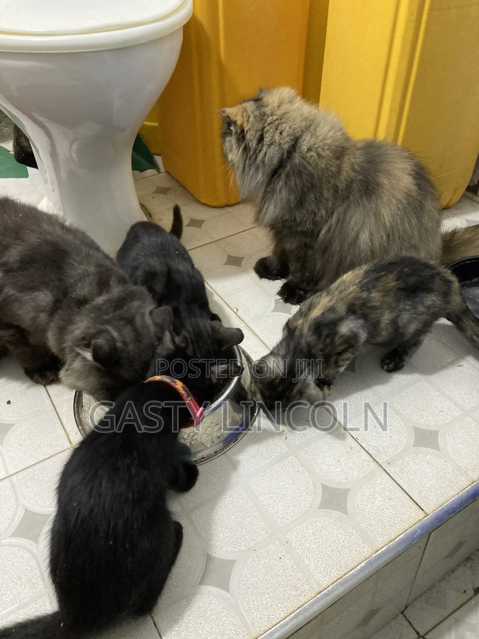 1-3 months Female Mixed Breed Persian