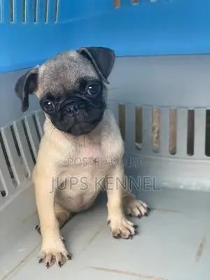 1-3 months Female Purebred Pug