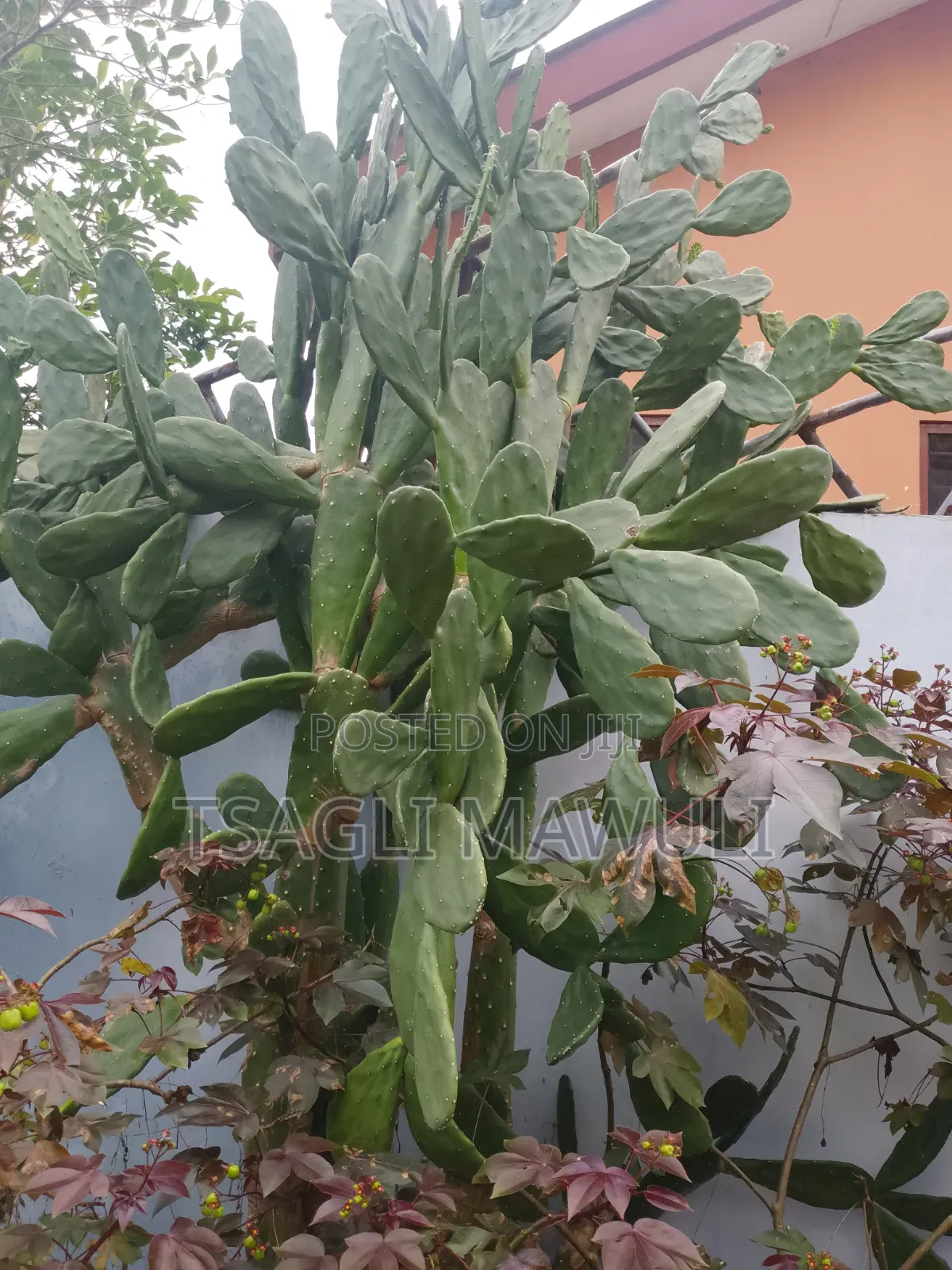 Seeds and Fertilizers