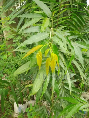 Seeds and Fertilizers