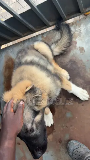 3-6 months Male Purebred Caucasian Shepherd