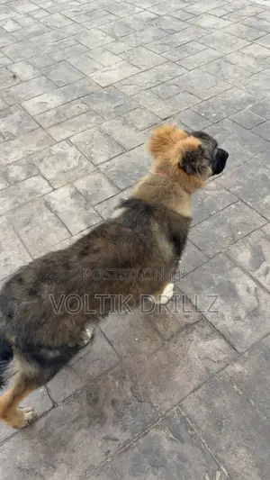 3-6 months Male Purebred Caucasian Shepherd
