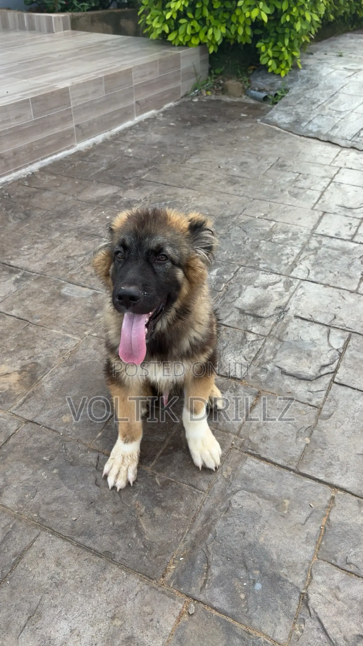 3-6 months Male Purebred Caucasian Shepherd
