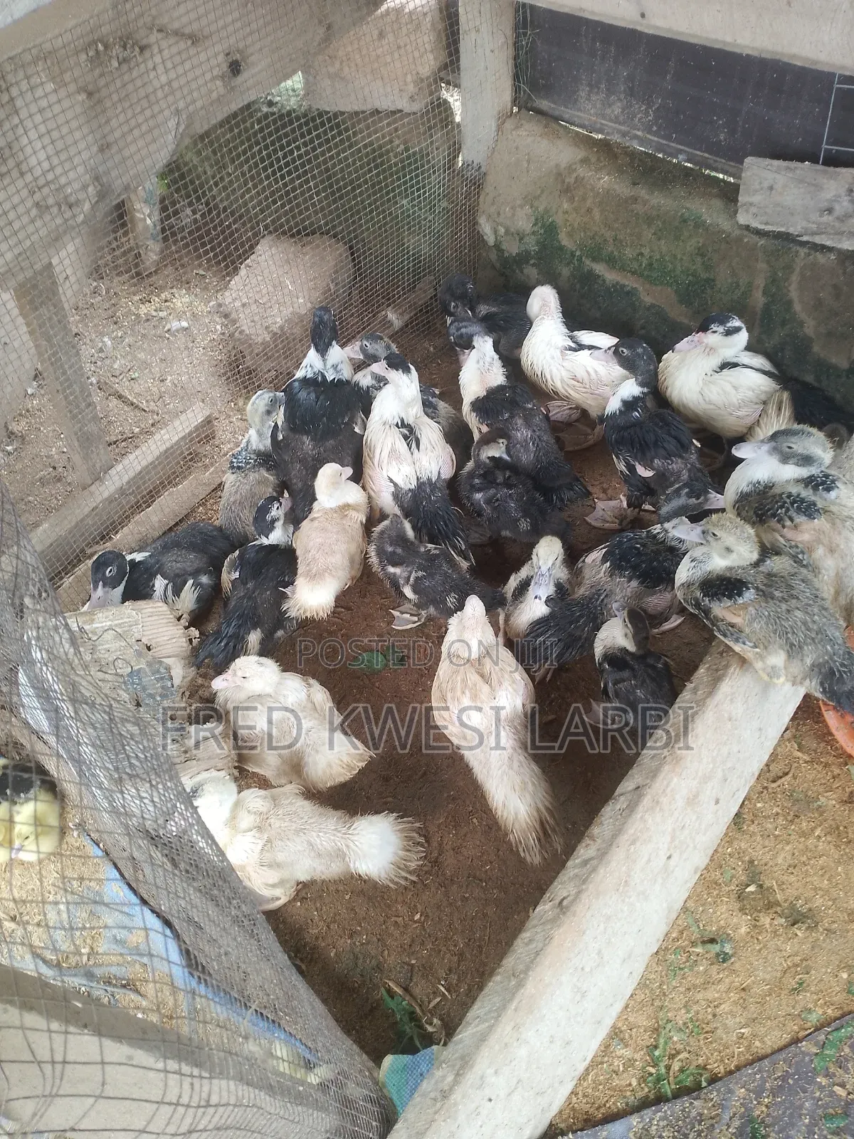 3 Months Belgium Muscovys for Sale
