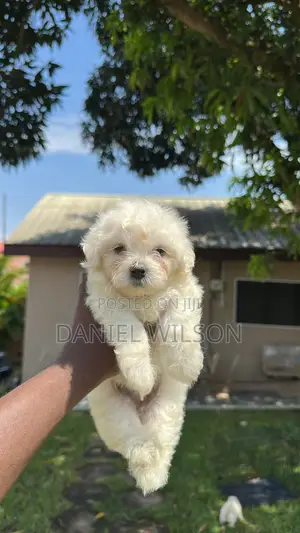 1-3 months Male Purebred Poodle