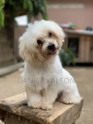 1-3 months Male Purebred Poodle