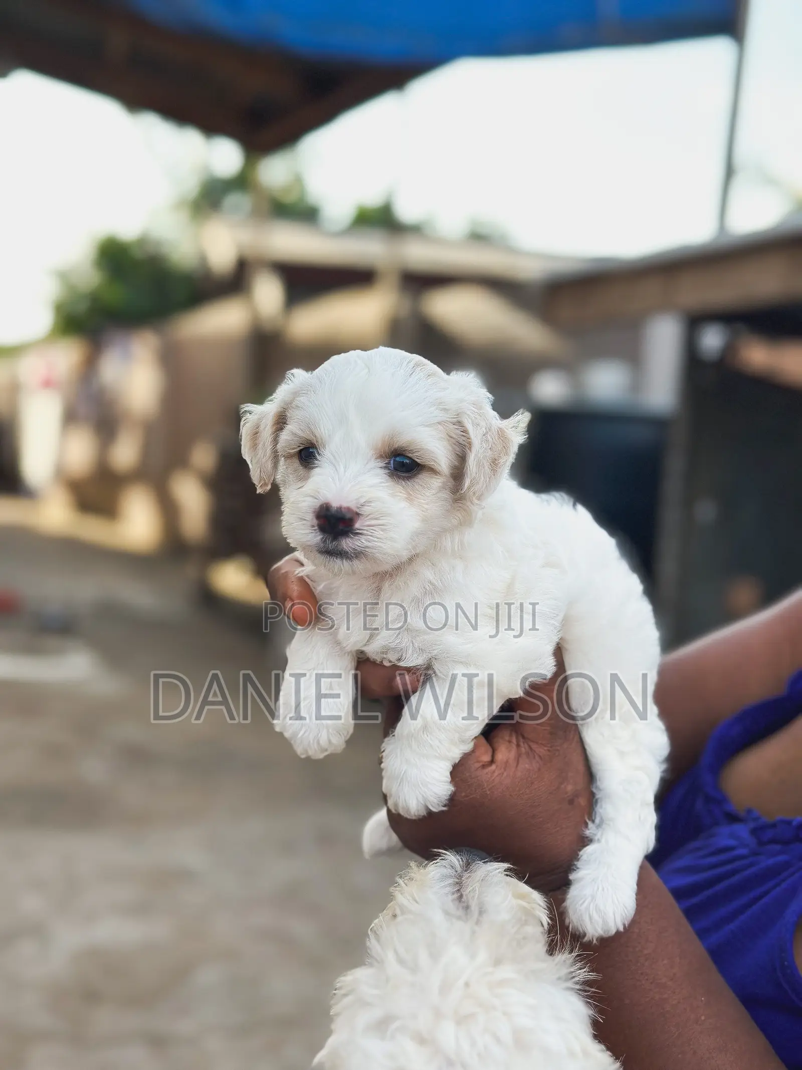 1-3 months Male Purebred Poodle