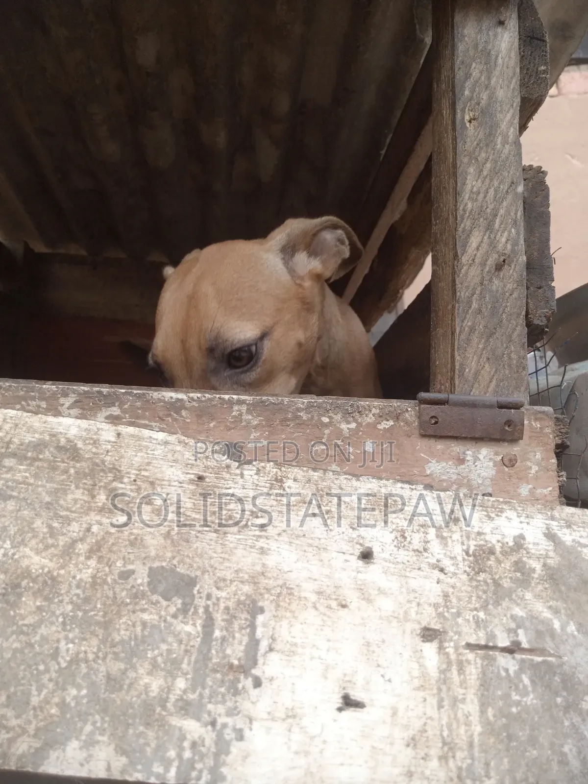 3-6 months Female Purebred American Pit Bull Terrier