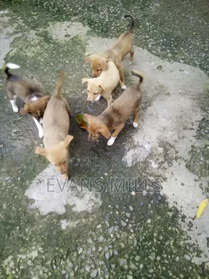1-3 months Male Purebred Dog